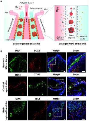 Commentary: Human brain organoid-on-a-chip to model prenatal nicotine exposure